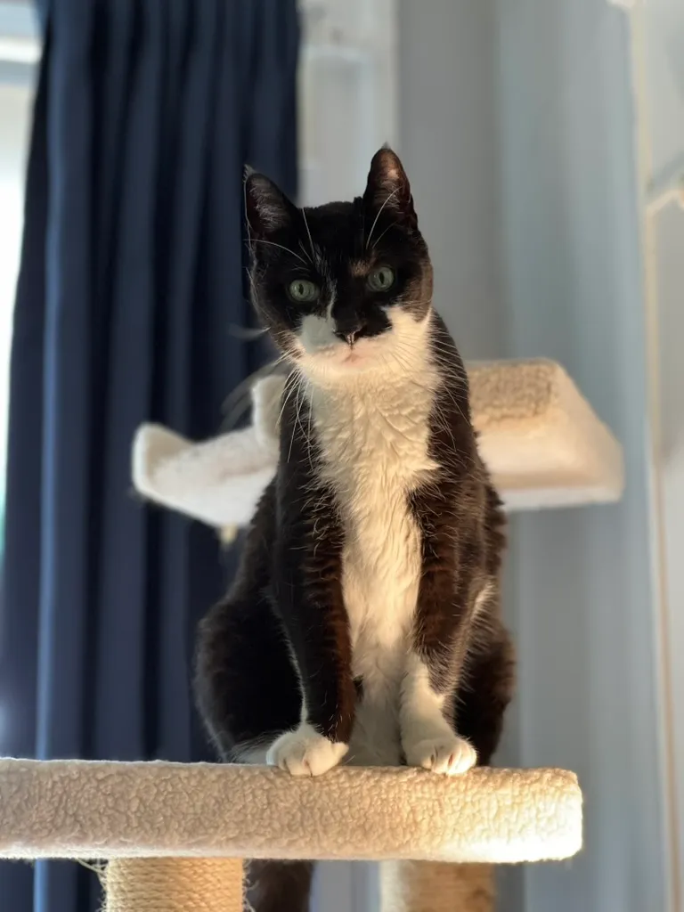 A cat majestically looking down